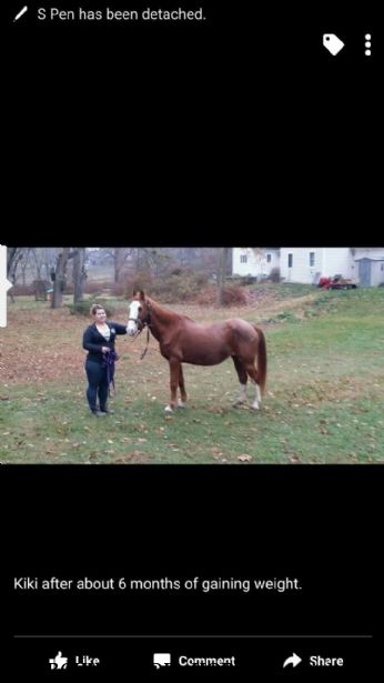 SEARCHING FOR HORSE Special, Near Bernville, PA, 19506